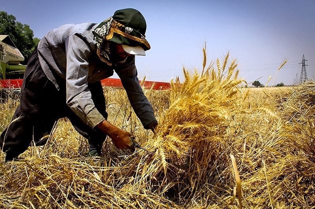 مدیریت بهتر کاشت، داشت و برداشت گندم با سیاست قیمت تضمینی
