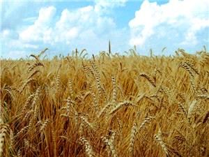 آغاز خرید تضمینی گلرنک در سیستان و بلوچستان