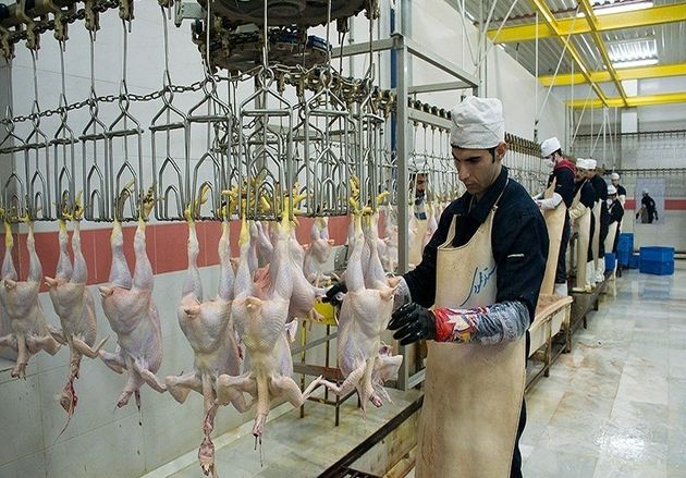 قیمت مرغ در گلستان کاهش مییابد/کمبود مرغ در استان تامین شد