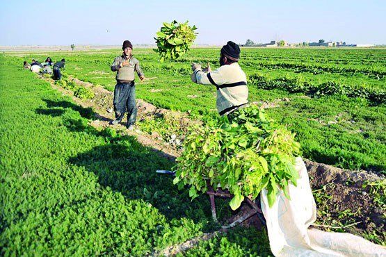 یک میلیارد و 200 میلیون تومان خسارت بخش کشاورزی در فارس
