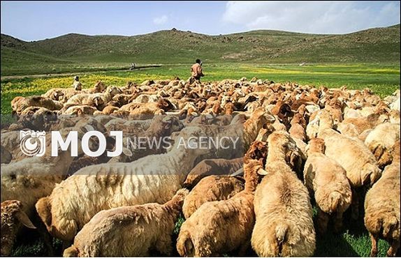 تب کریمه کنگو در کمین است، مردم و دامداران هوشیار باشند