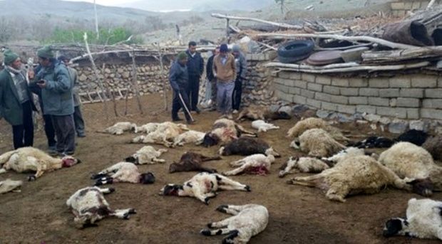 تلف شدن 22 راس دام در کرمانشاه با حمله گرگها