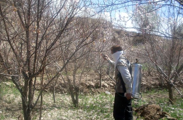سازمان حفظ نباتات کشور نسبت به توزیع سموم قاچاق هشدار داد