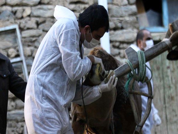 تاکنون بیماریهای مشترک دام و انسان در استان گیلان مشاهده نشده است