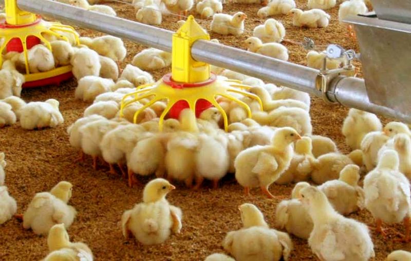 واردات جوجه و توزیع به قیمت توافقی در دستور کار قرار دارد