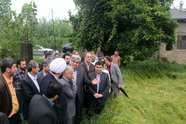 خسارت وارد شده به مزارع برنج گیلان قابل توجه نیست