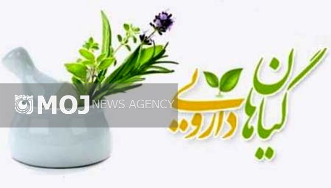 کشت گیاهان دارویی، ظرفیتی برای تولید و اشتغال است