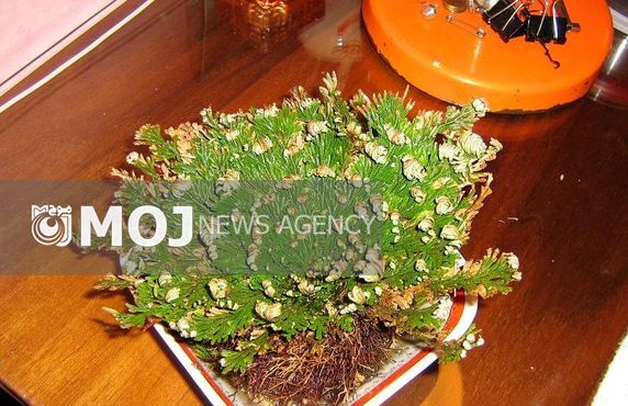 دستگاهی که صدای گیاه را به گوش می رساند