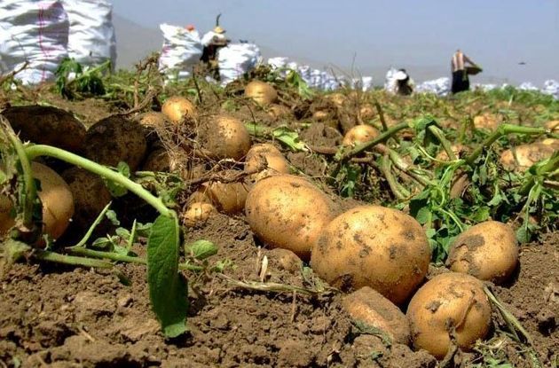 پیش بینی برداشت بیش از 300هزار تن سیب زمینی از باغات استان اصفهان