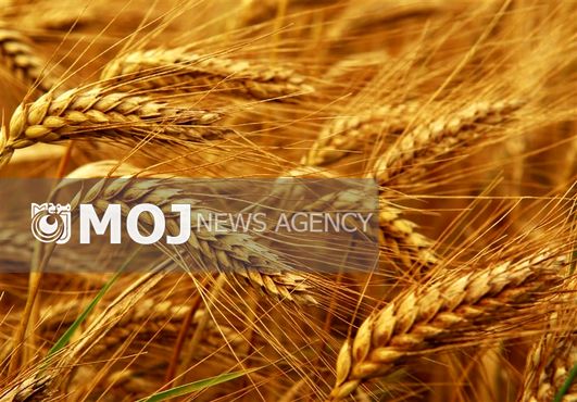 خرید تضمینی گندم از مرز ۱۰٫۷ میلیون تن فراتر رفت