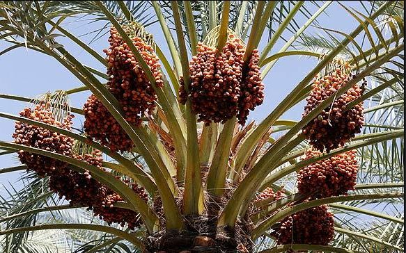 صادرات خرمای خوزستان توسط خوشه کسب و کار به 11 کشور