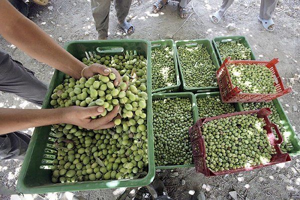 ظرفیت های کشاروزی، معدنی و صنایع استان زنجان بسیار بالاست