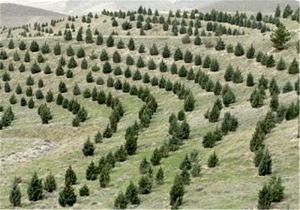 امسال 10 میلیارد تومان برای احیای دشتهای کرمانشاه پیشبینیشده است