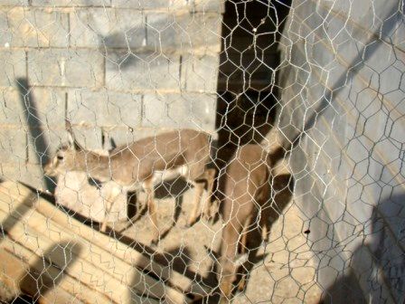 دو رأس آهو در یک منزل مسکونی کشف شد