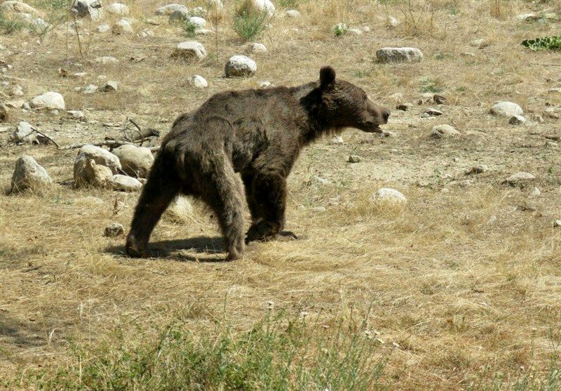 خرس قهوهای باعث مسدود شدن جاده منتهی به صالح آباد شد