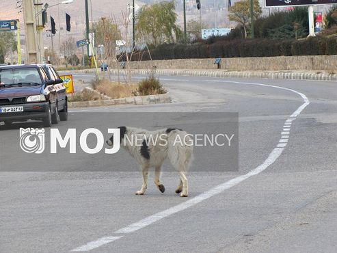 طرح جمع آوری سگ های ولگرد از معابر شمال شرق تهران آغاز شد