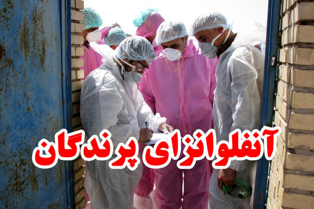 آلودگی سه مرغداری به آنفلوآنزای فوق حاد پرندگان در نجف آباد