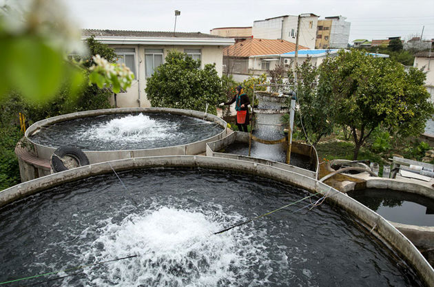 ایران رتبه اول تولید ماهی قزلآلا را در آب شیرین دارد