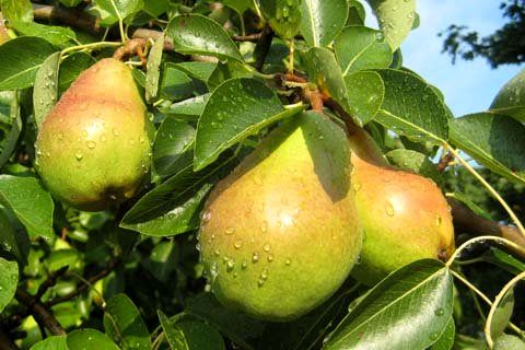 پیشبینی برداشت 7 هزار تن گلابی از باغات استان اصفهان