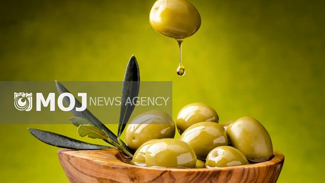 افزایش ۵ برابری تولید روغن زیتون کشور در برنامه ششم توسعه