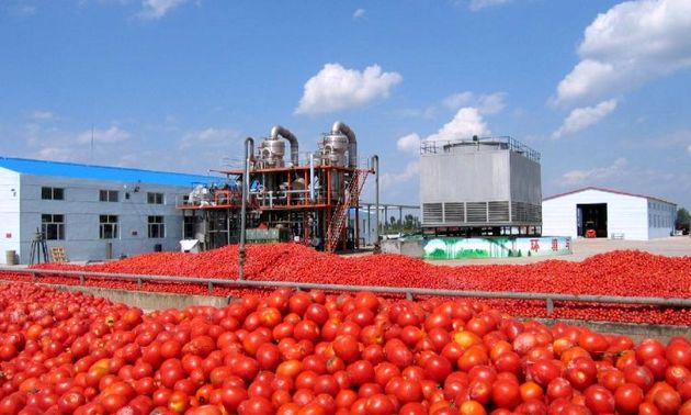 آغاز خرید حمایتی گوجه فرنگی در هشتبندی میناب