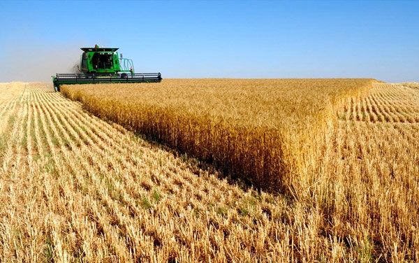 آغاز برداشت گندم در شهرستان حاجی آباد