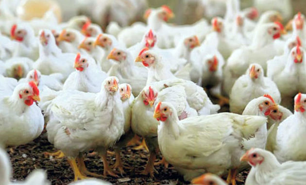 مرغداریهای گیلان در تأمین نهادهها و خوراک طیور هیچ مشکل خاصی ندارند