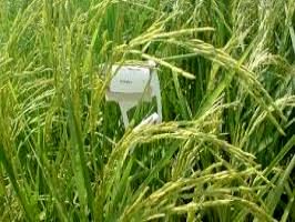 رهاسازی زنبور تریکوگراما در شالیزارهای ۱۸ روستای محمودآباد
