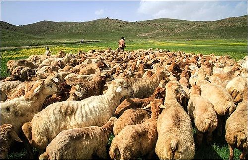 توصیههای اداره کل دامپزشکی خراسان رضوی به دامداران در فصل گرما