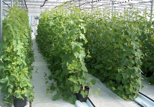حمایت از توسعه طرحهای گلخانهای درهرمزگان