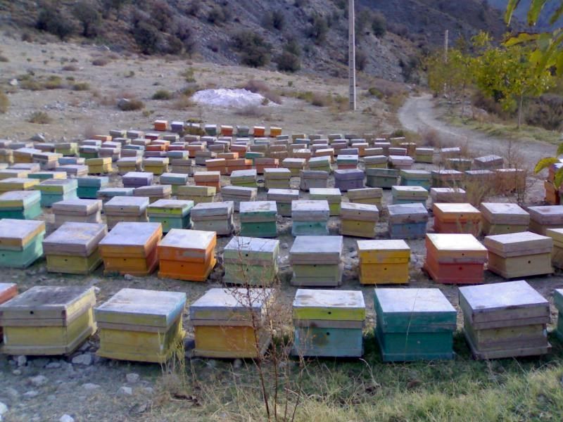 تاکنون 17 تن عسل از زنبورستان های گیلانغرب جمعآوریشده است