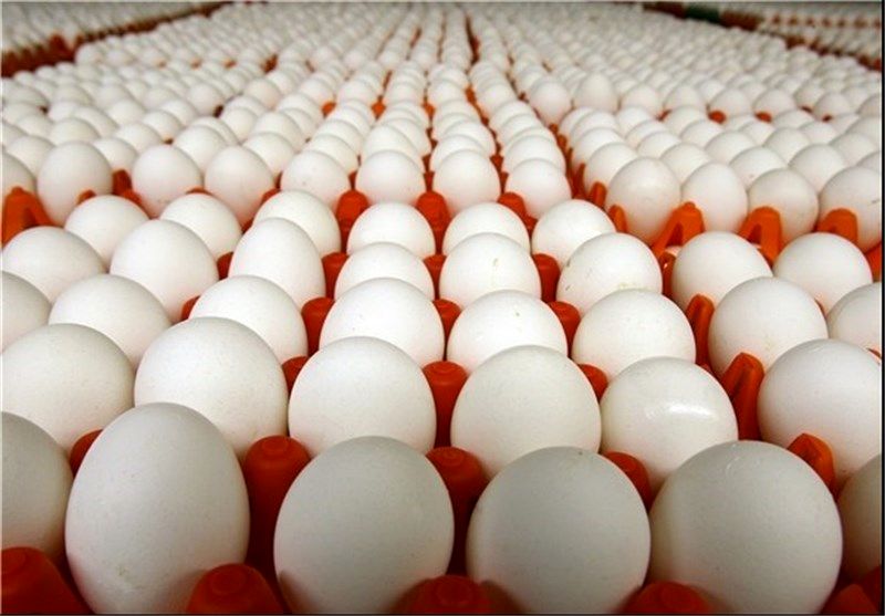 توزیع تخم مرغ دولتی 11 هزار 600 تومانی آغاز شد