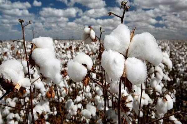 درآمد ۲۰ میلیارد دلاری هند از محل پنبه تراریخته