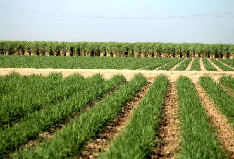 نیاز به واردات شکر در سال 97 نداریم
