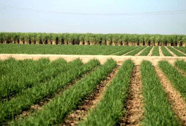 نیاز به واردات شکر در سال 97 نداریم