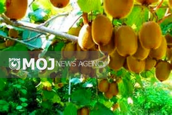 سند توسعه مرکبات و کیوی در مازندران تدوین شده است