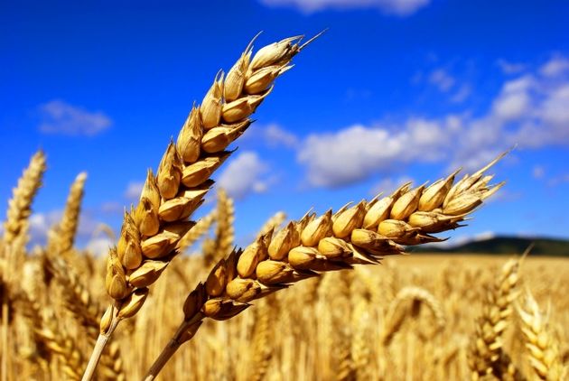 عبور خرید تضمینی گندم از ۸.۸ میلیون تن