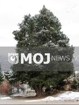 ثبت ۷ درخت کهنسال در فهرست میراثطبیعی ملی