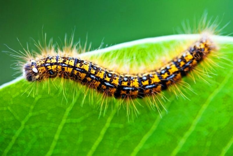 گربه های نوروزی به مزارع کلزای لالی حمله کردند
