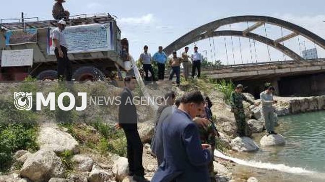 چهار میلیون قطعه بچه ماهی سفید در رودخانه های نوشهر و چالوس رهاسازی شدند