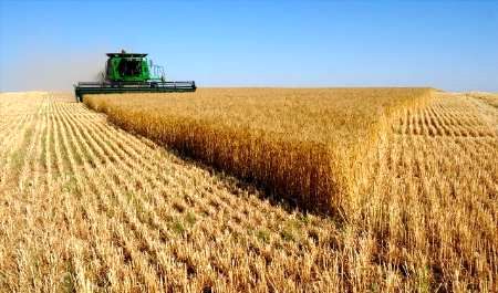 بیش از 300 هزار هکتار از اراضی کرمانشاه زیر کشت دیم میرود