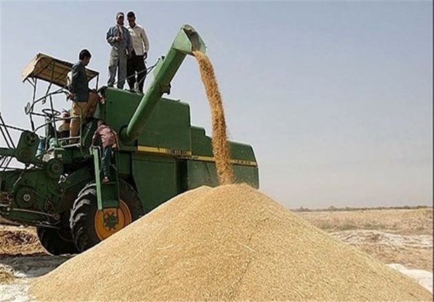 خرید تضمینی گندم به 150هزار تن رسید/5300تن کلزا خریداری شد