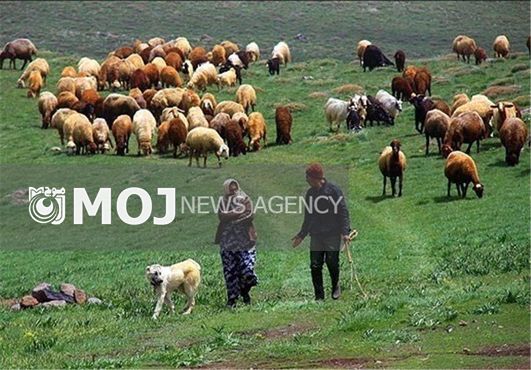 ویزیت رایگان عشایر در مناطق ییلاقی اردبیل