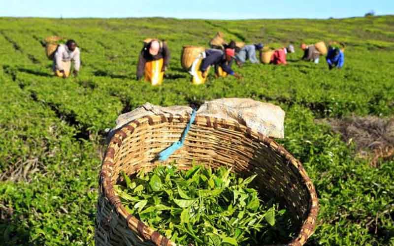 مطالبات چایکاران گیلان و مازندران پرداخت شد