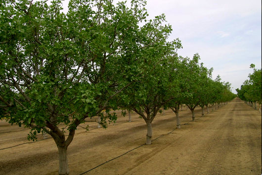 طرح اصلاح باغات هرمزگان در میناب اجرایی می شود