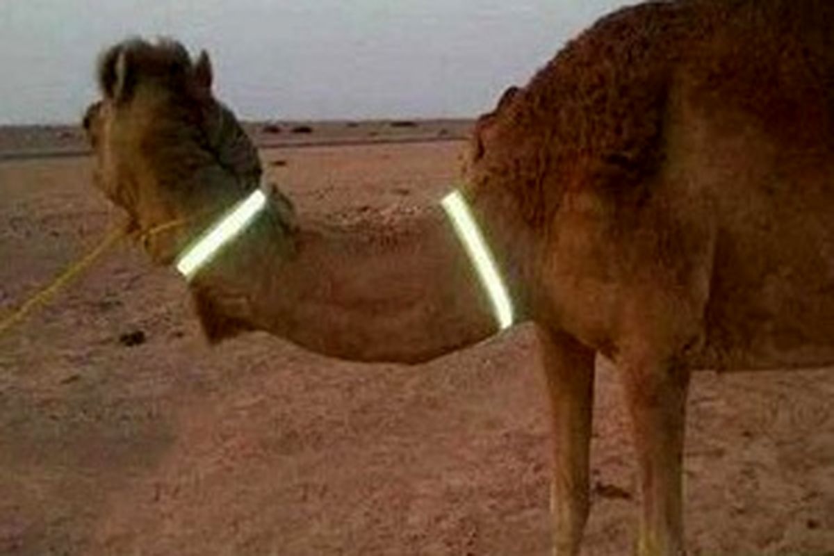 شتر