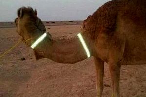 ادامه اجرای طرح شناسنامه دار کردن شترها تا 29 آذر 