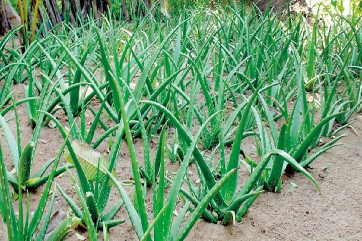 کشت سه هكتار آلوئه ورا