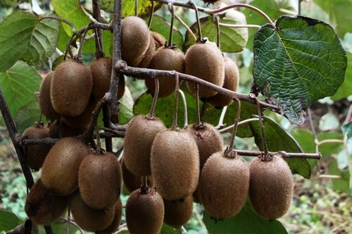 جهاد کشاورزی گیلان