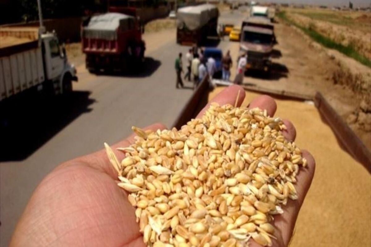 محموله گندم